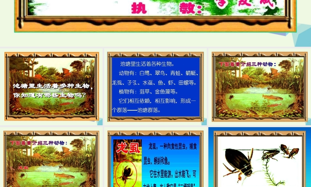 六年级科学上册 1.3 走进池塘课件2 湘教版-湘教版小学六年级上册自然科学课件