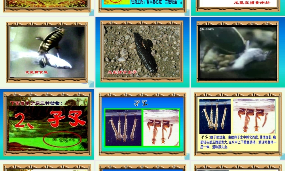 六年级科学上册 1.3 走进池塘课件2 湘教版-湘教版小学六年级上册自然科学课件