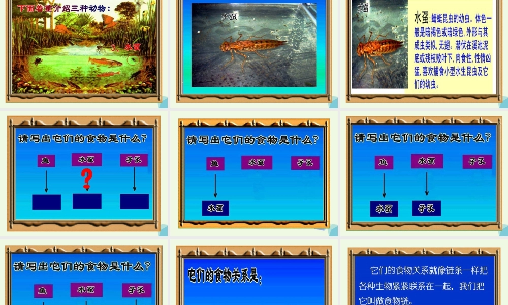 六年级科学上册 1.3 走进池塘课件2 湘教版-湘教版小学六年级上册自然科学课件