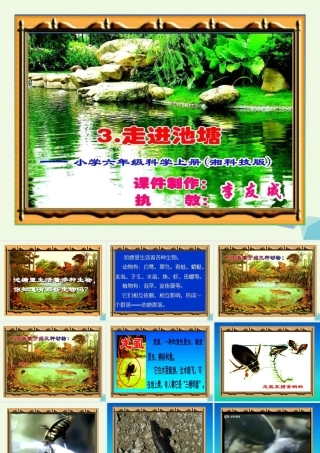 六年级科学上册 1.3 走进池塘课件2 湘教版-湘教版小学六年级上册自然科学课件
