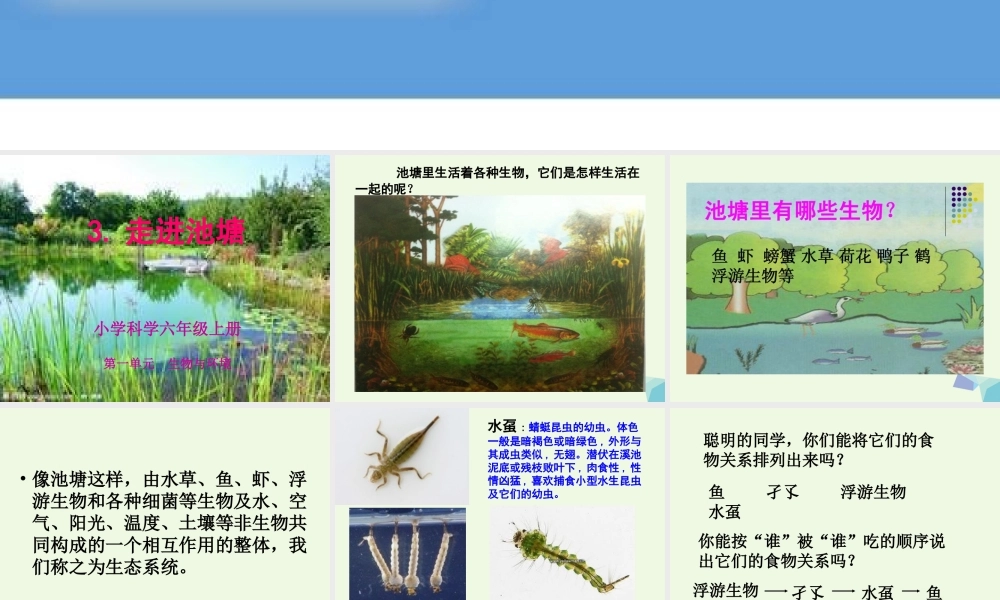 六年级科学上册 1.3 走进池塘课件4 湘教版-湘教版小学六年级上册自然科学课件