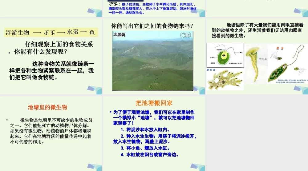 六年级科学上册 1.3 走进池塘课件4 湘教版-湘教版小学六年级上册自然科学课件