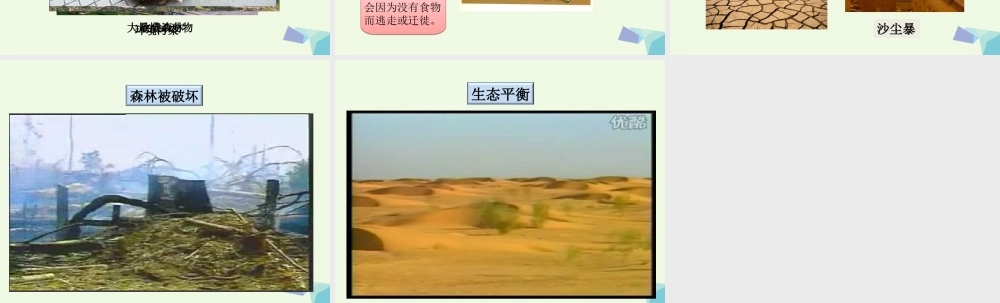 六年级科学上册 1.4 假如大树都倒下课件1 湘教版-湘教版小学六年级上册自然科学课件