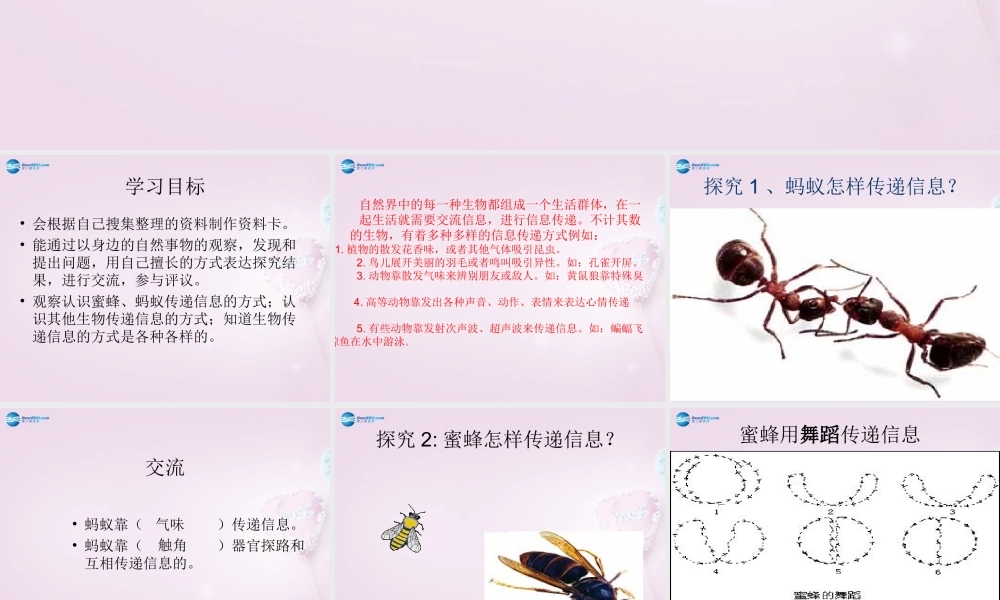 六年级科学下册《生物是怎样传递信息的》课件1 青岛版
