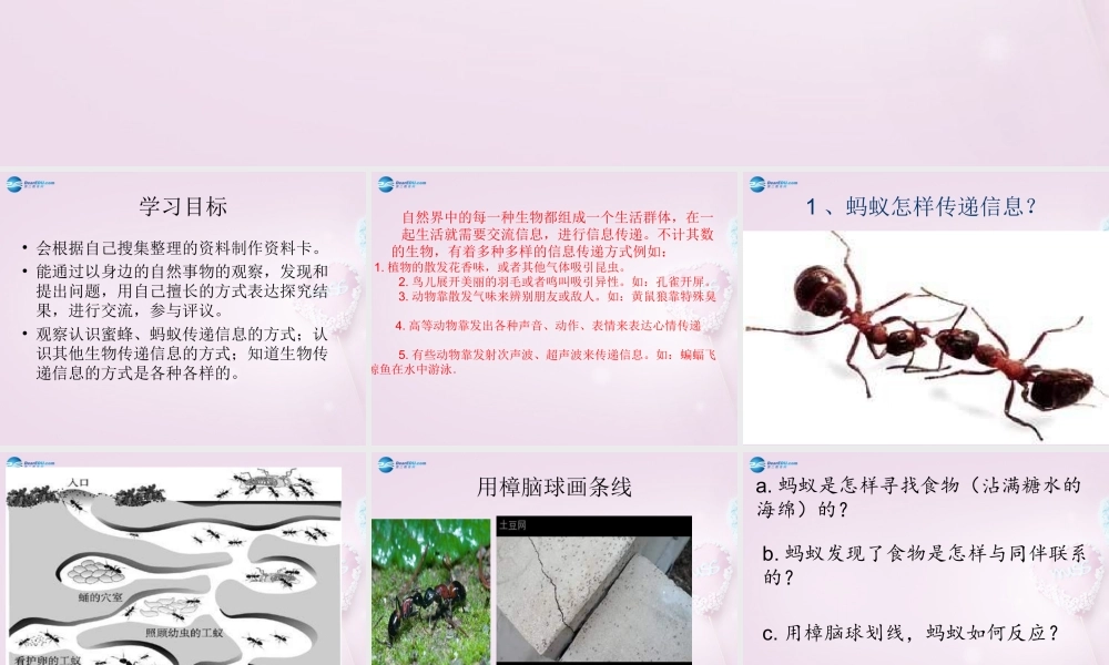 六年级科学下册《生物是怎样传递信息的》课件2 青岛版