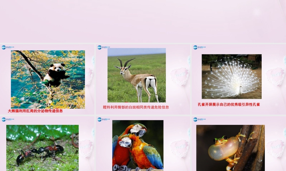 六年级科学下册《生物是怎样传递信息的》课件3 青岛版