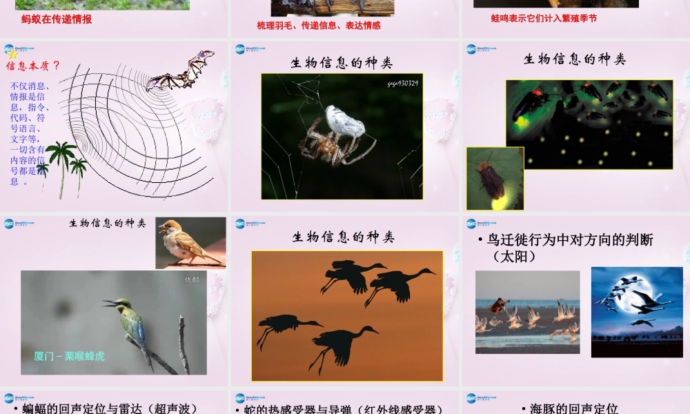 六年级科学下册《生物是怎样传递信息的》课件3 青岛版