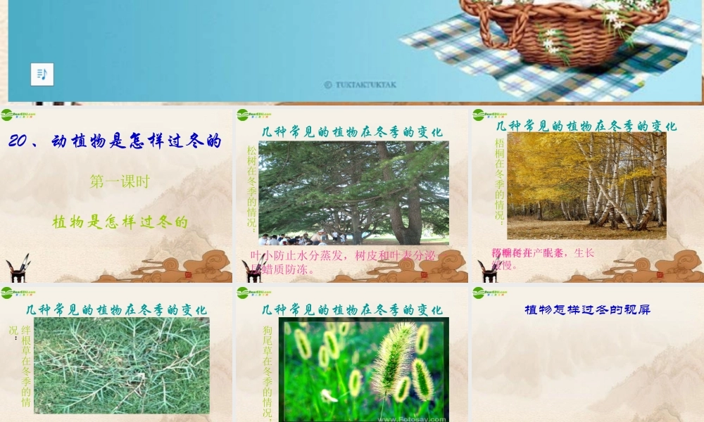 六年级科学上册 第四单元动植物是怎样过冬的课件 鄂教版