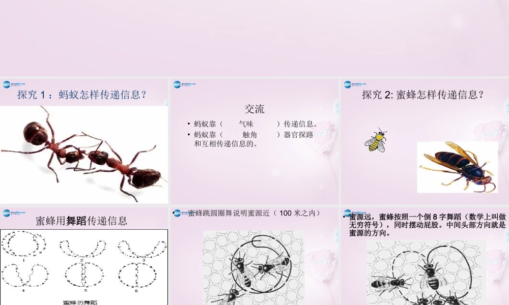 六年级科学下册《生物是怎样传递信息的》课件4 青岛版