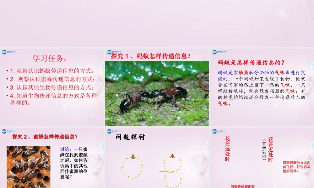 六年级科学下册《生物是怎样传递信息的》课件5 青岛版