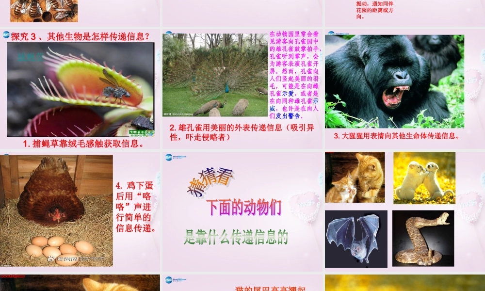 六年级科学下册《生物是怎样传递信息的》课件5 青岛版