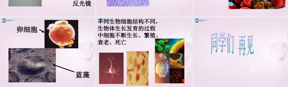 六年级科学下册《细胞》课件1 青岛版