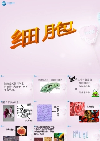 六年级科学下册《细胞》课件1 青岛版