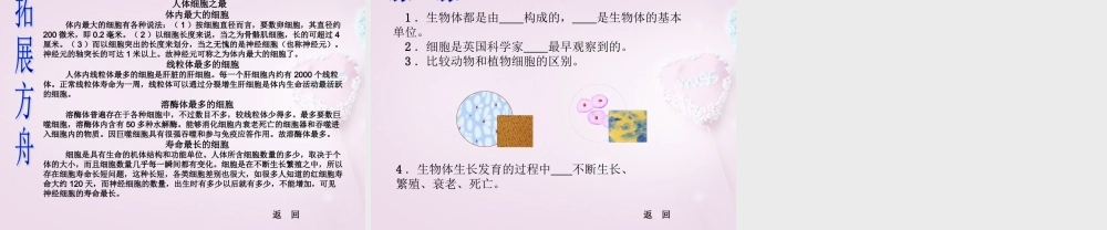 六年级科学下册《细胞》课件2 青岛版