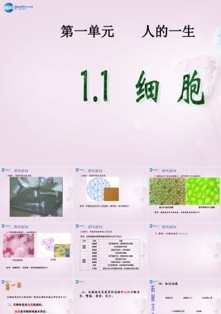 六年级科学下册《细胞》课件2 青岛版