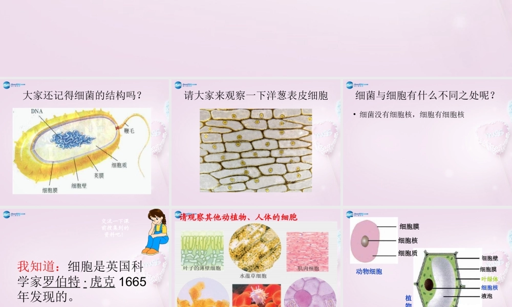 六年级科学下册《细胞》课件3 青岛版