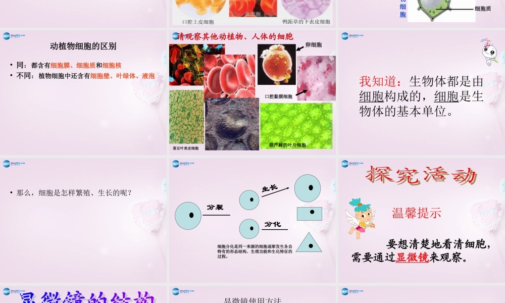 六年级科学下册《细胞》课件3 青岛版