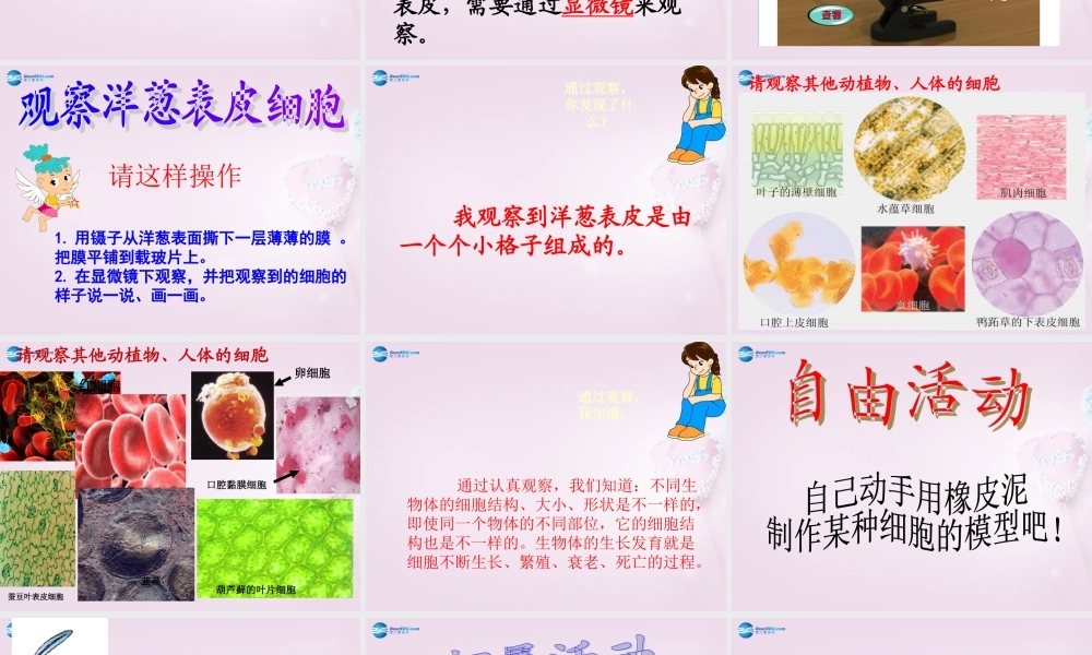 六年级科学下册《细胞》课件4 青岛版