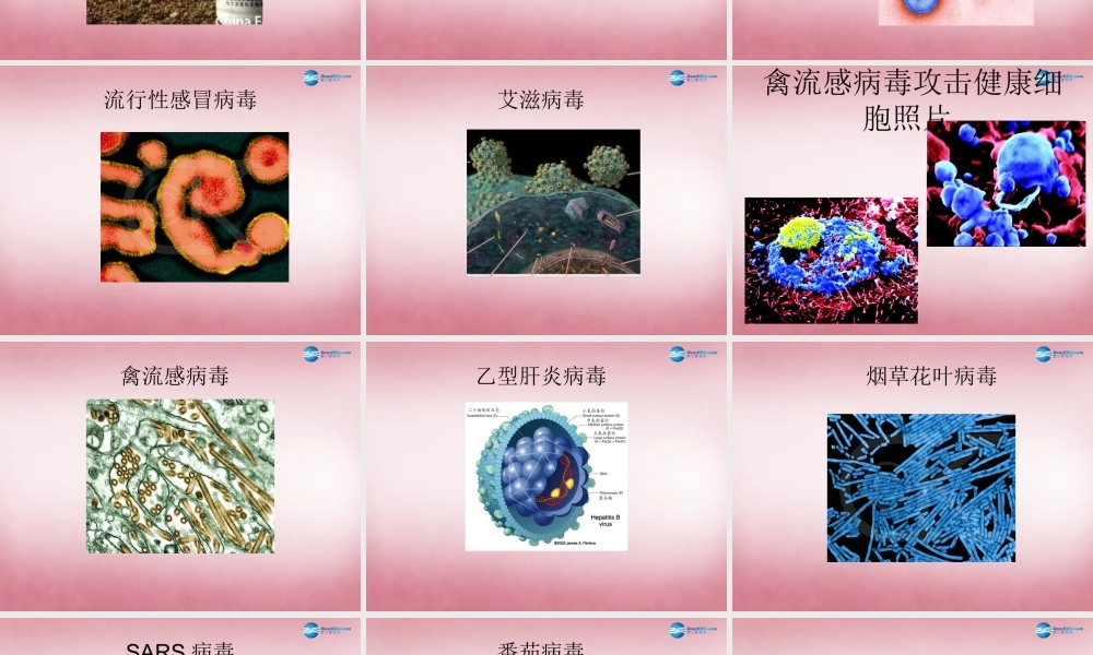 六年级科学上册 第一单元 1 病毒课件1 青岛版