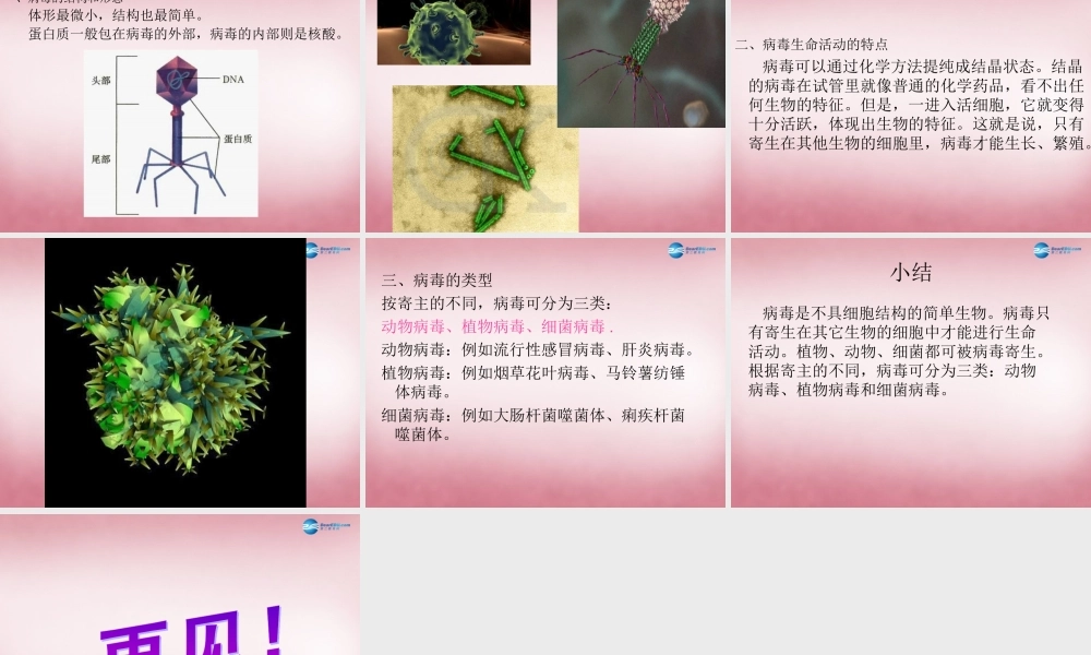 六年级科学上册 第一单元 1 病毒课件3 青岛版