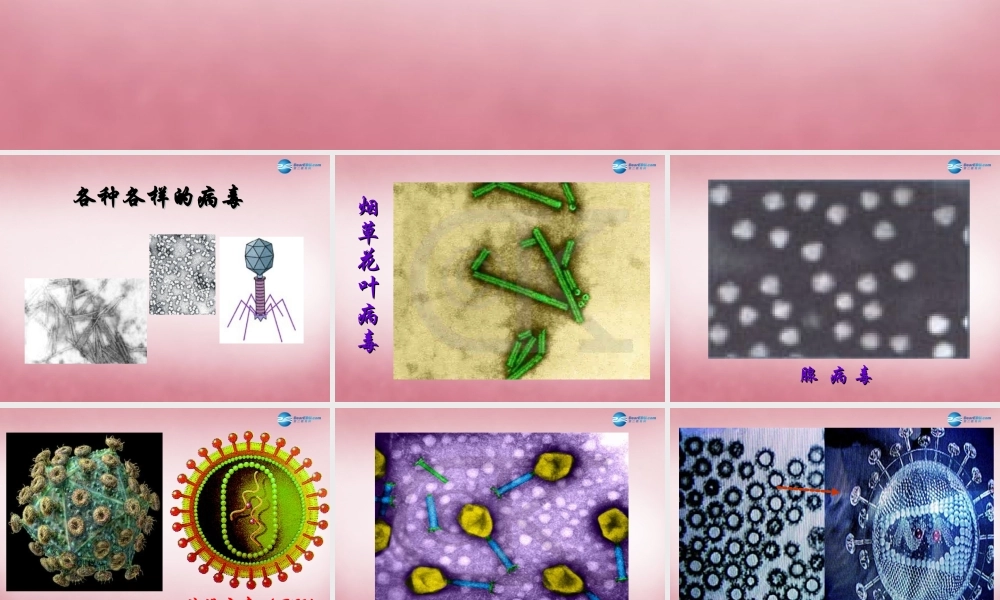 六年级科学上册 第一单元 1 病毒课件4 青岛版