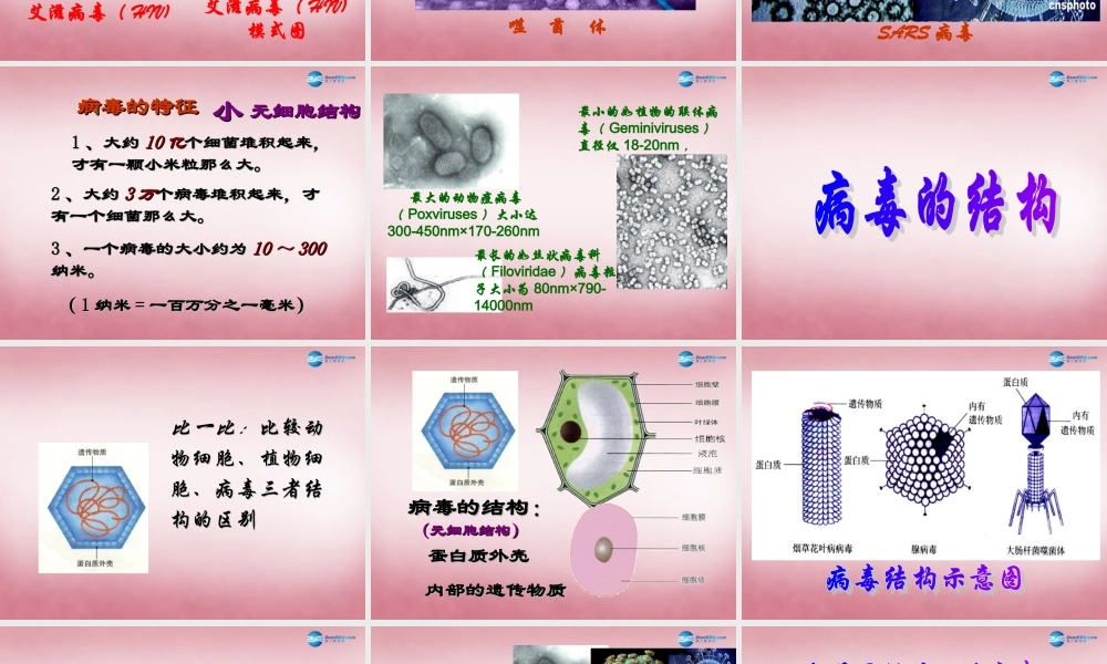 六年级科学上册 第一单元 1 病毒课件4 青岛版