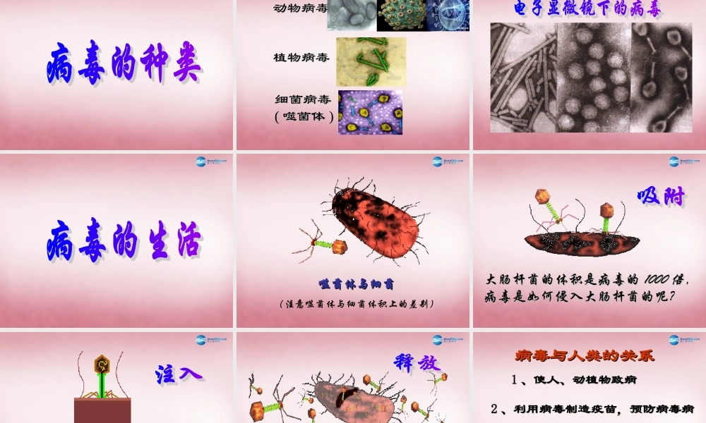六年级科学上册 第一单元 1 病毒课件4 青岛版