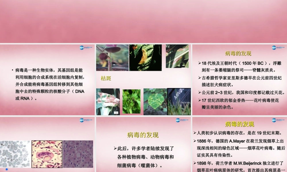 六年级科学上册 第一单元 1 病毒课件5 青岛版