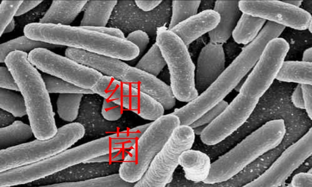 六年级科学上册 第一单元 2 细菌课件1 青岛版
