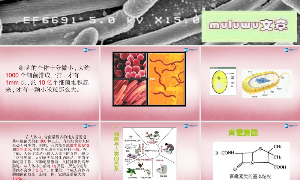 六年级科学上册 第一单元 2 细菌课件1 青岛版