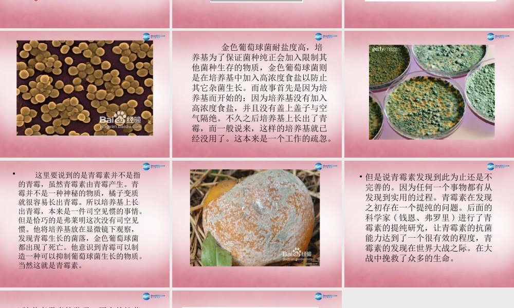 六年级科学上册 第一单元 2 细菌课件1 青岛版