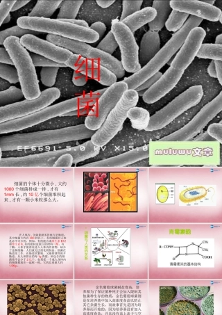 六年级科学上册 第一单元 2 细菌课件1 青岛版