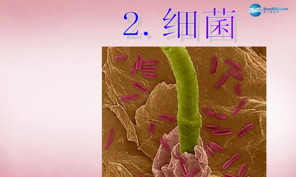 六年级科学上册 第一单元 2 细菌课件2 青岛版