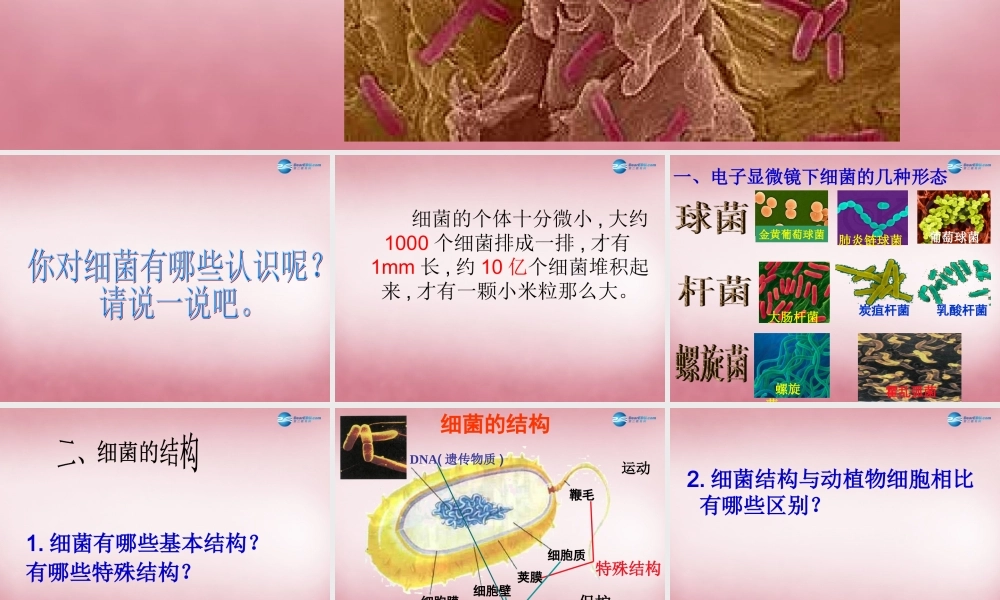 六年级科学上册 第一单元 2 细菌课件2 青岛版