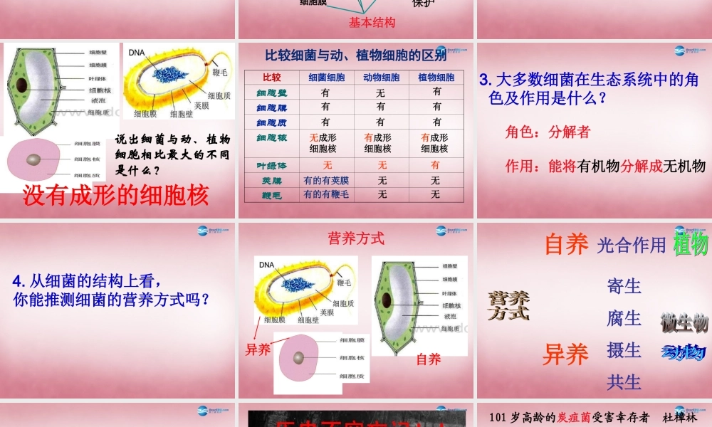 六年级科学上册 第一单元 2 细菌课件2 青岛版