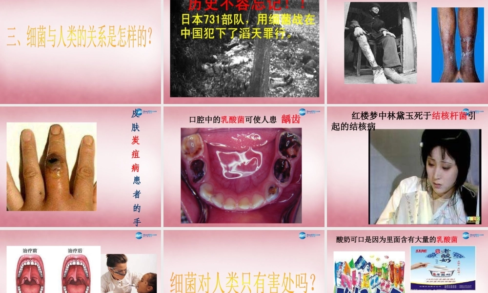 六年级科学上册 第一单元 2 细菌课件2 青岛版