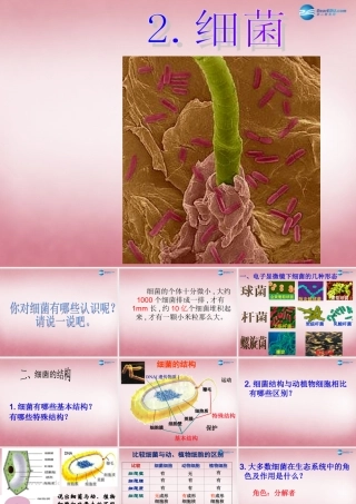 六年级科学上册 第一单元 2 细菌课件2 青岛版