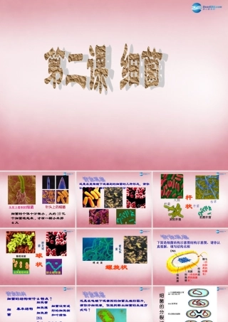 六年级科学上册 第一单元 2 细菌课件3 青岛版