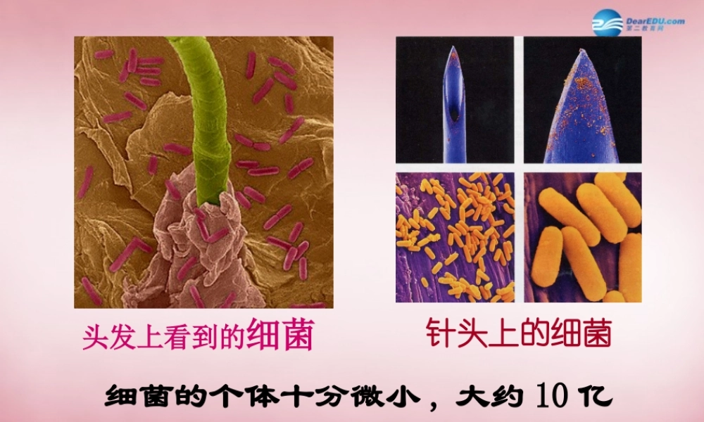 六年级科学上册 第一单元 2 细菌课件4 青岛版