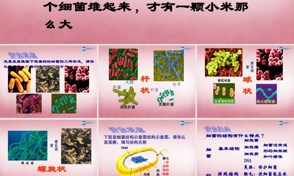 六年级科学上册 第一单元 2 细菌课件4 青岛版