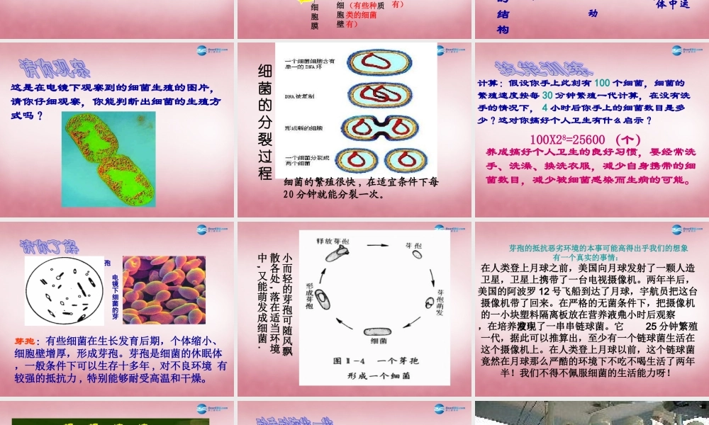 六年级科学上册 第一单元 2 细菌课件4 青岛版