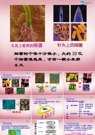六年级科学上册 第一单元 2 细菌课件4 青岛版