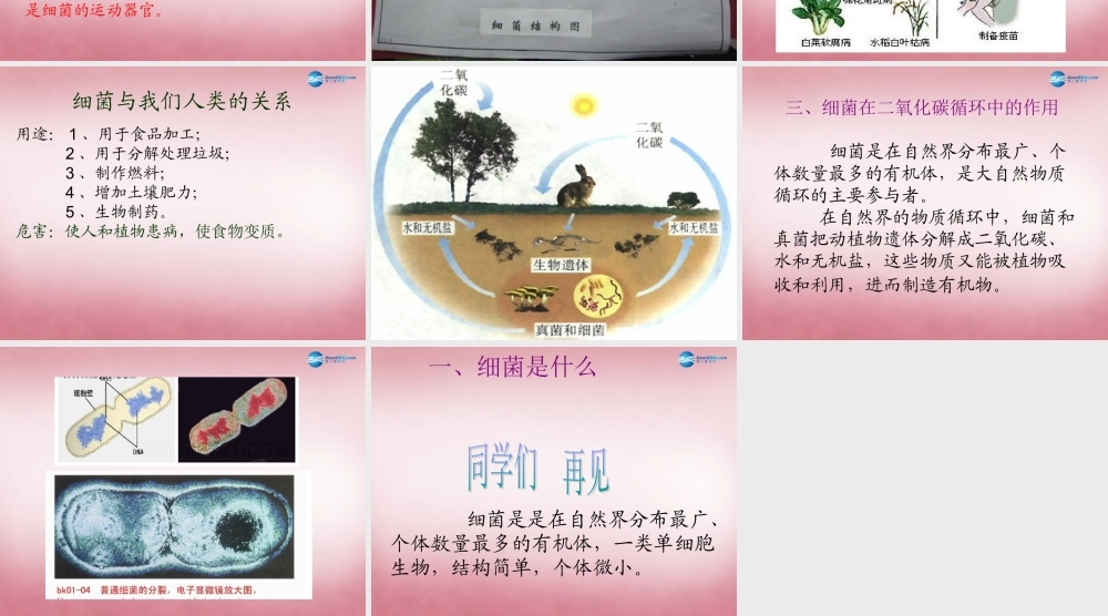 六年级科学上册 第一单元 2 细菌课件5 青岛版