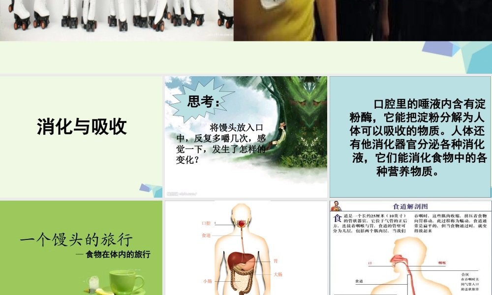 六年级科学上册 2.2 消化与吸收课件1 湘教版-湘教版小学六年级上册自然科学课件