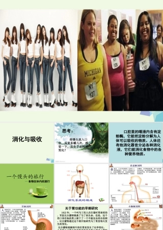 六年级科学上册 2.2 消化与吸收课件1 湘教版-湘教版小学六年级上册自然科学课件