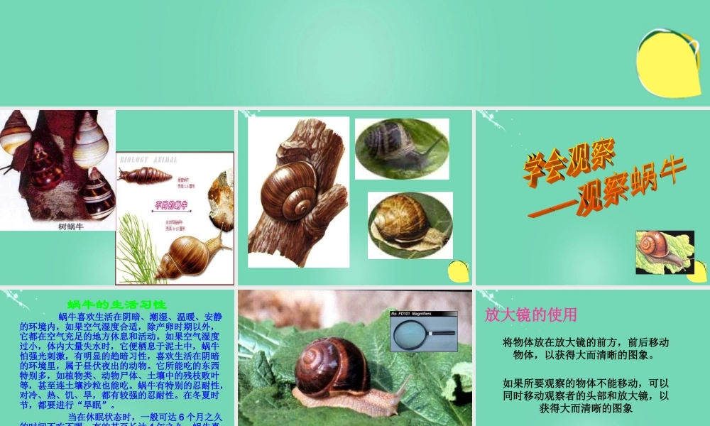 六年级科学上册 第2章 第1节 生物-观察蜗牛课件 牛津上海版五四制-牛津上海版小学六年级上册自然科学课件
