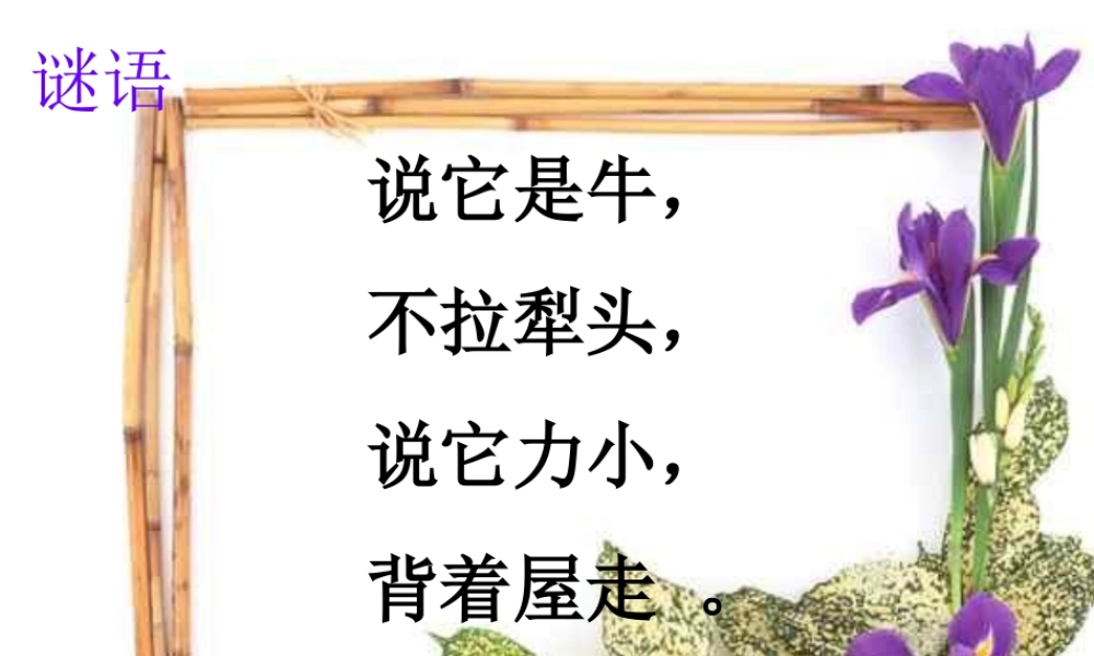 六年级科学上册 第2章 生物的世界 2.1 生物 观察蜗牛教学课件 牛津上海版-牛津上海版小学六年级上册自然科学课件
