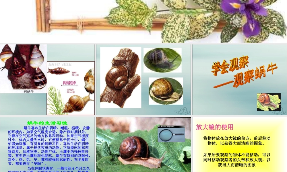 六年级科学上册 第2章 生物的世界 2.1 生物 观察蜗牛教学课件 牛津上海版-牛津上海版小学六年级上册自然科学课件
