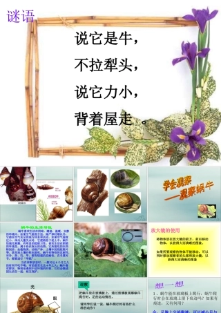 六年级科学上册 第2章 生物的世界 2.1 生物 观察蜗牛教学课件 牛津上海版-牛津上海版小学六年级上册自然科学课件