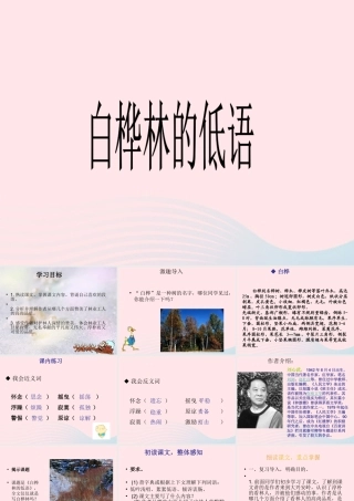 六年级语文上册 1.3 白桦林的低语课件 北师大版-北师大版小学六年级上册语文课件